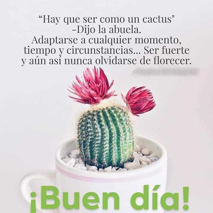 Valor Esg Sur Twitter Hay Que Ser Como Un Cactus Adaptarse A Cualesquier Momento Tiempo Y Circunstancia Ser Fuerte Y Aún Así Nunca Olvidarse De Florecer Hermoso Miércoles Buenosdias Frasedeldía