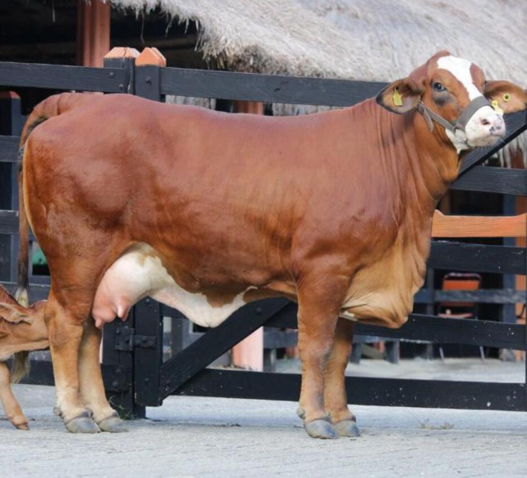 Visita Técnica Ganadería La Roma ubicada en Buenavista, Córdoba
Especialistas en SIMBRAH 🥩
+Habilidad materna
Terneros destetos + pesados
Longevidad
Toros especiales para cruzamiento en ganaderías de trópico bajo
+fertilidad un ternero al año
Adaptabilidad
Técnico: Carlos García