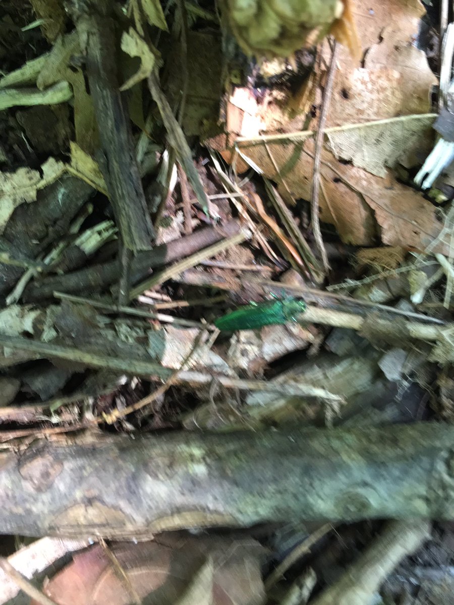Emergent emerald ash borer seen in the Fenton Tract this morning.