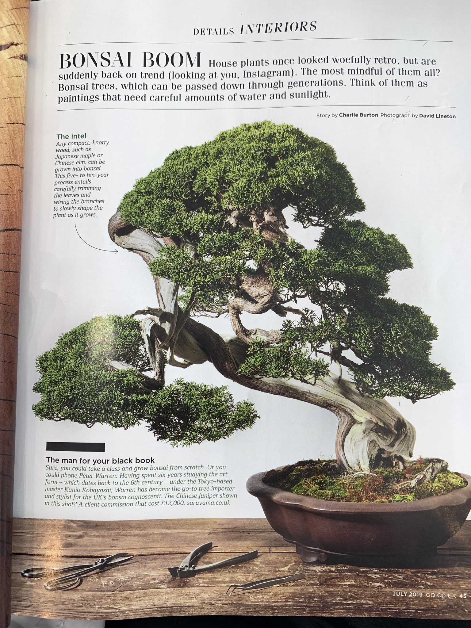 James Wong On Twitter I Thought My Fascination With Bonsai Was Simply The Inevitable Result Of Me Turning Into The Old Asian Man Stereotype Who Knew I Was Unknowingly Centrefold Britishgq All