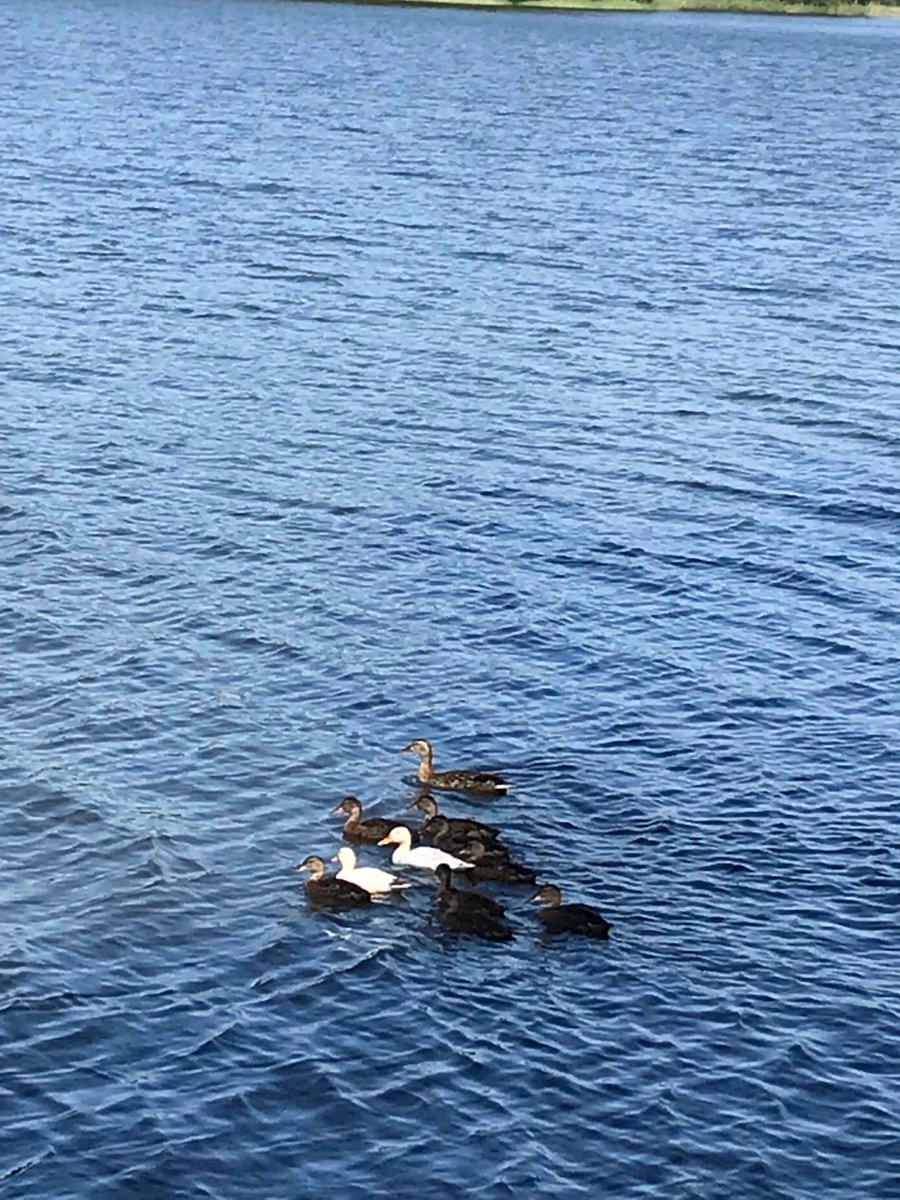 Sinisorsan poikueessa kaksi valkoista kymmenestä