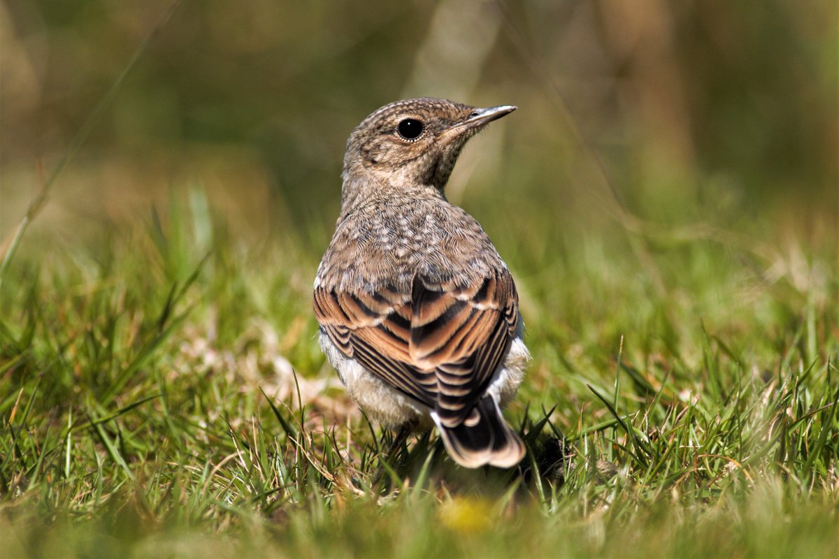 brian44074145's tweet photo. Lots of fledging Wheatears on the moor they seam to have a good year https://t.co/0XKqFW7r0B