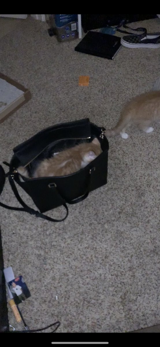 veiled pinecone tweet media