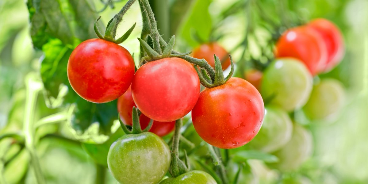 CustomGenius's tweet photo. How to increase your tomato harvest to almost 100% by simply finger flicking your flowers? [VIDEO] https://t.co/3L6I952WVN https://t.co/Xr12KJisdu