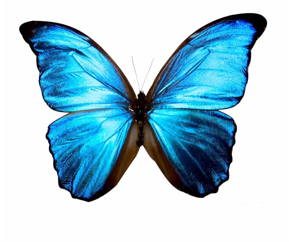 Jbruch22's tweet photo. LEGENDS NEVER DIE‼️
RIP ELI🦋 COMING 🔜 https://t.co/cQNfHI9HQv