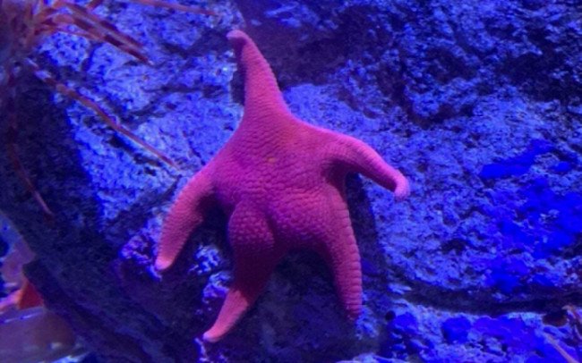 BigBangSciCom's tweet image. SCOOP : Patrick, le célèbre acolyte de Bob l&apos;éponge, photographié nu à la sortie d&apos;un aquarium branché de Londres

Crédits : @Babyshoujo

#SponeBob #BobLeponge #Nature #Gossip #Ocean #Animaux
