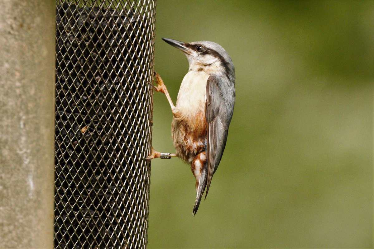 brian44074145's tweet photo. A ringed Nuthatch coming to feeders at Cardinham Woods . Love the undertail pattern https://t.co/5aO7fTIT6Z