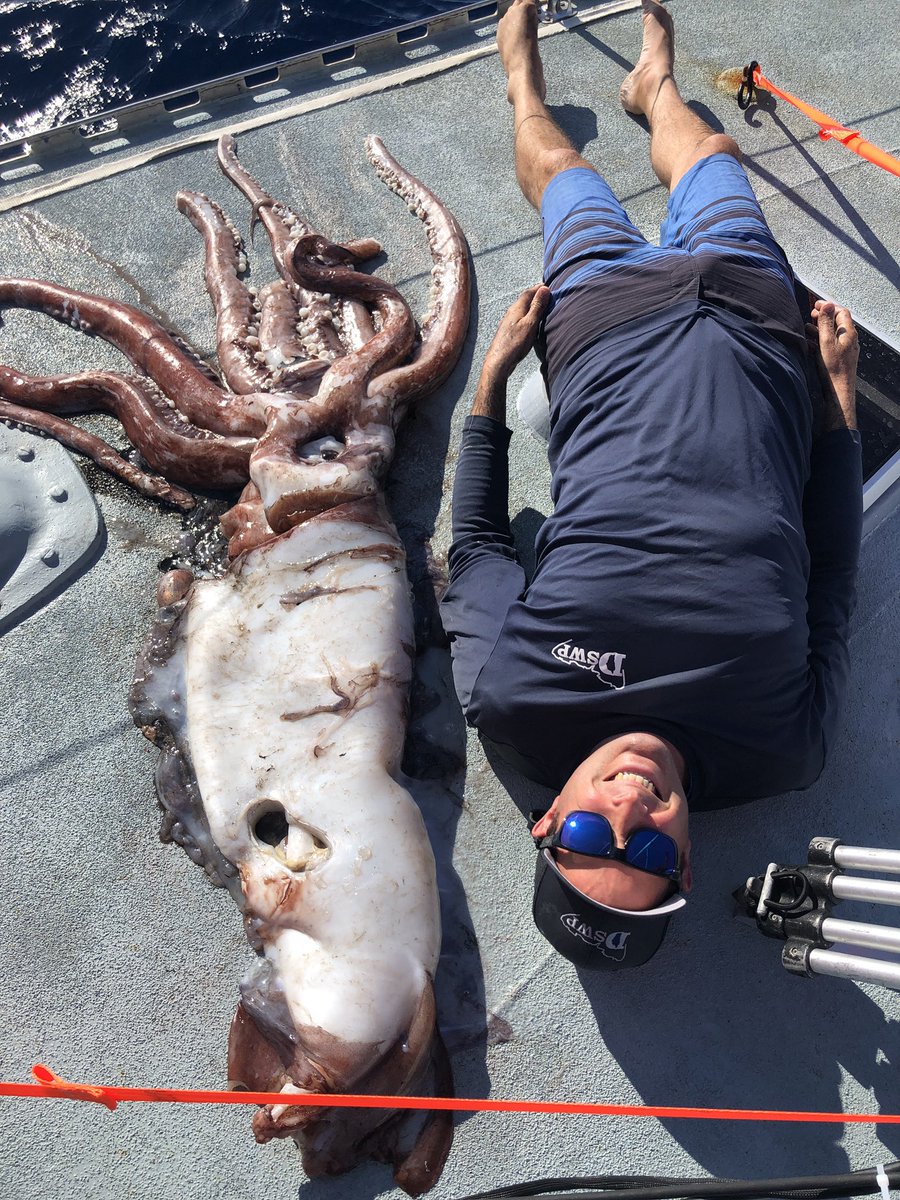 Sperm whale organs, girl nudes sexy