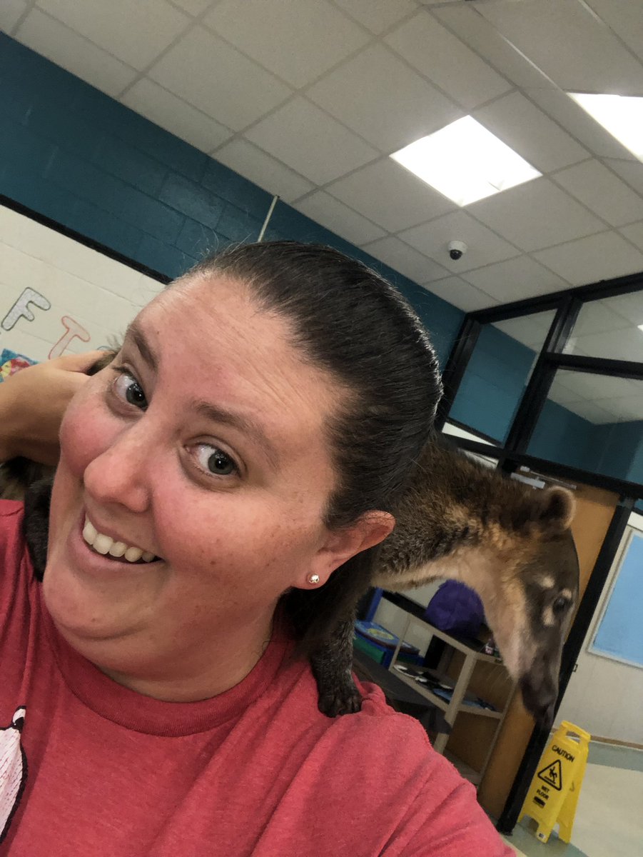 cortneyfields's tweet photo. So much fun learning about animals with @creatureteach - I 💜 Belle the Coatimundi @LISD_SDC https://t.co/5GosWmsk9r