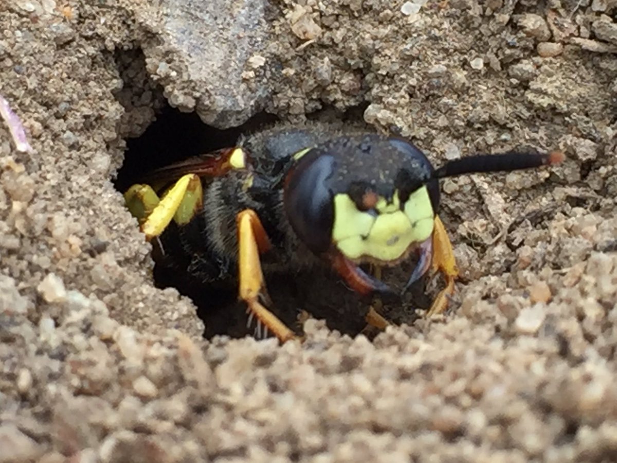 apiculturalLdn's tweet photo. Home after an 8 hour bee hunt around the @noordinarypark. 20 species of bee, masses of solitary wasps, long horn beetles, Burnett moths, painted lady butterfly, nesting sand martins, dragonflies galore, cockchaffer. At least 30 Bombus humilis workers in fantasticology meadows! https://t.co/AHgsLW6rGT