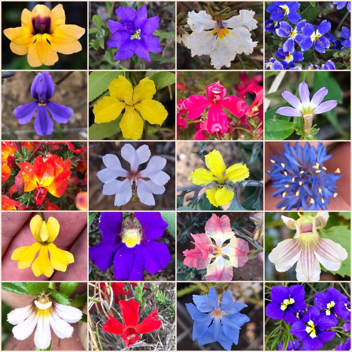 GregBourke3's tweet photo. Australian natives are boring! I don’t think so! This is just a fraction of the floral diversity of the mostly endemic Goodeniaceae. Most are floriferous and most are not in cultivation #Goodeniaceae #ozflora #flowers #wildflowerhour #colours #nature #Australia #conservation https://t.co/tHBpsOhevQ