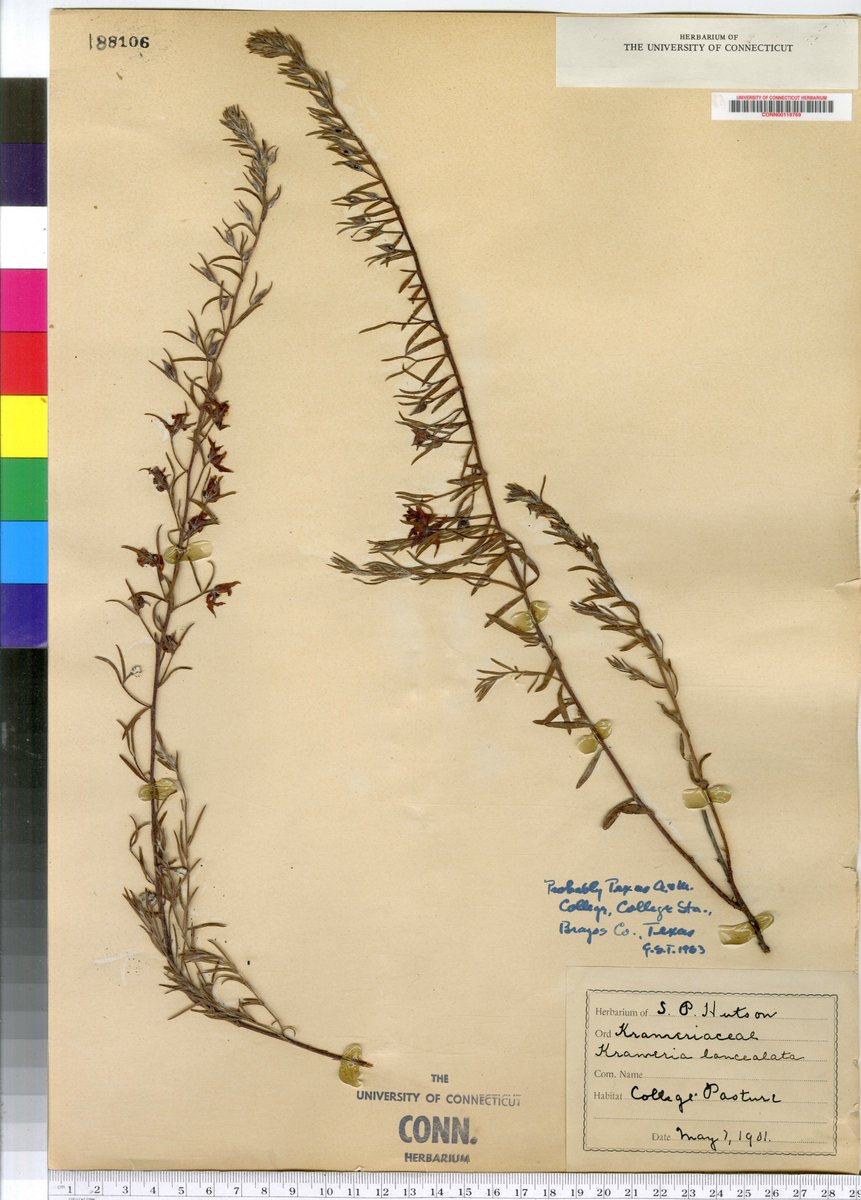 mimulusly's tweet photo. #AngiospermAlphabet day 11: I don't have flower photos for the letter K, but luckily the herbarium does! K is for #Krameriaceae, a family with just 18 species. Pictured is a specimen of #Krameria lanceolata from 1901! #uconneeb #botany https://t.co/8RSWvjtYep