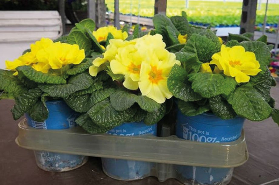 Congrats to Porters Fuchsias, Business Innovation of the Year award winner at the #HWBusinessAwards 2019 for its Happy Plants Go Green initiative. Read more about their outstanding work &amp; all our winners here: hortweek.com/business-awards  
<a href="/HortweekAwards/">Horticulture Week Business Awards</a> <a href="/Hortweek/">HortWeek</a> <a href="/deschplantpak/">Desch Plantpak</a>