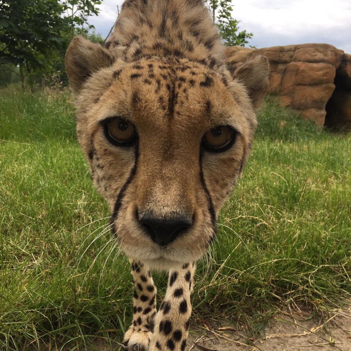 #Didyouknow that the black stripes on a Cheetah's face are thought to act as sunglasses, protecting their eyes from the sun’s glare? Murphy's rather handsome face demonstrates this perfectly! 🕶️ #WednesdayWisdom #BCSDidYouKnow #cheetah #thebigcatsanctuary