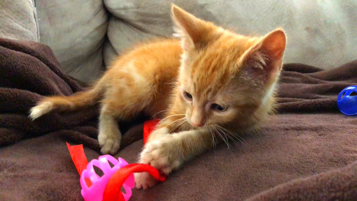 KittenMimi2019's tweet photo. Kitten Learning Colors With Colorful Cat Toy Balls
VIDEO: https://t.co/ck4FBPqnzR
#Kitten #KittenMimi #OrangeTabby #kittenpettedreaction #cutekitten #kittentoys #kittenlearningcolor #cattoy https://t.co/oT1yP47Xyp