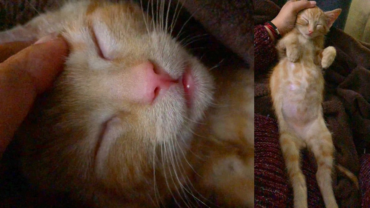 Kitten Different Sleeping Positions
VIDEO: youtu.be/OpI-oTsUnsc
#Kitten #KittenMimi #OrangeTabby #kittenpettedreaction #cutekitten #kittentoys #kittenlearningcolor #cattoy #kittensleeping #catsleepingpositions