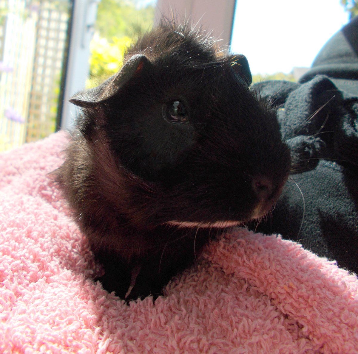 Dandy! #guineapigspam #minipigs #babyguineapigs #guineapigs #guineapigsoftwitter #comicbookcritter