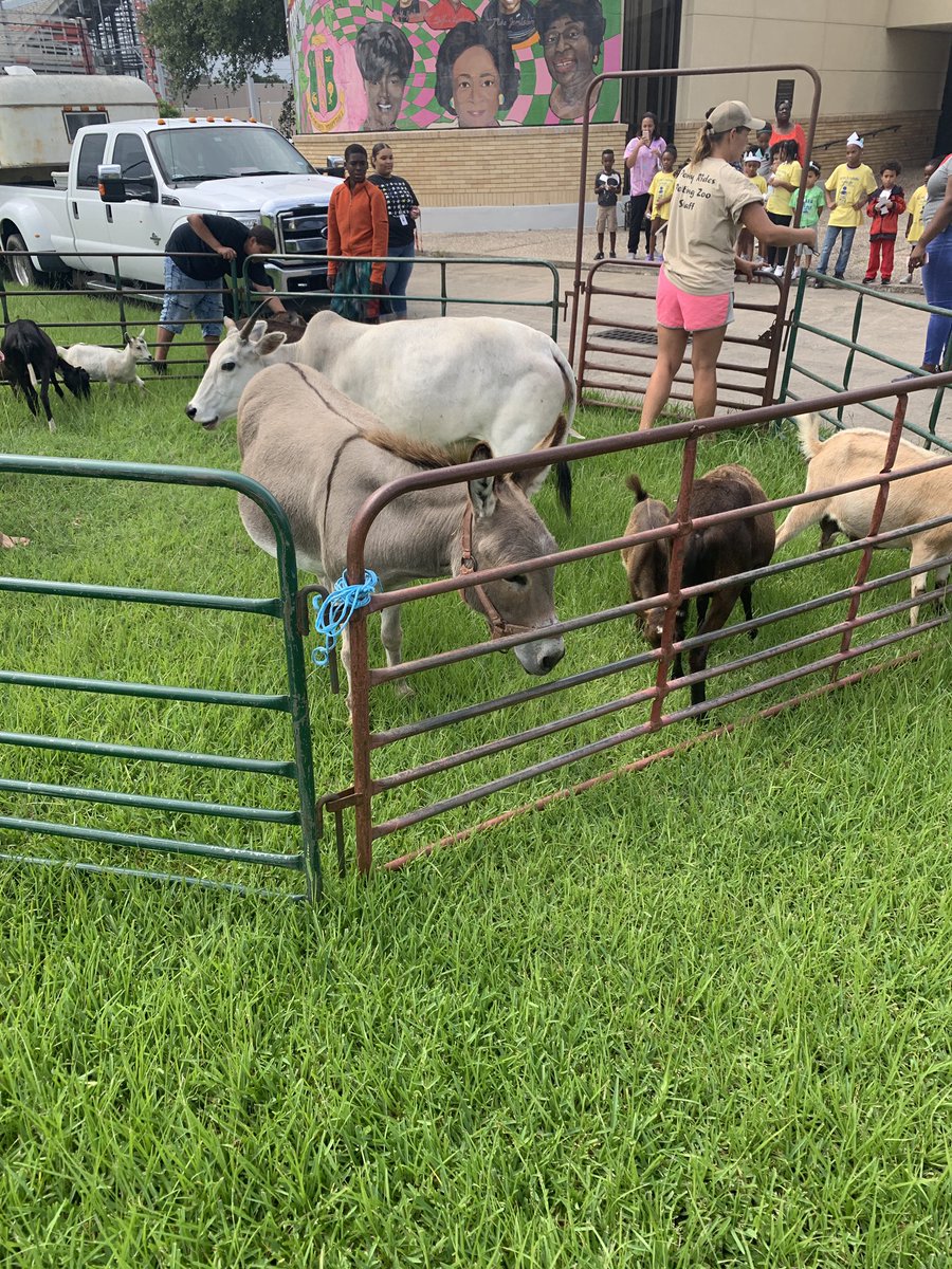 jasmine_curry2's tweet image. EJC Farms Petting Zoo at Smith Neighborhood @houstonlibrary. Kids enjoyed making crafts and interacting with animals. #houstonforfree #houstonlibrary #3rdward #Thirdward #workingmom #teachermom