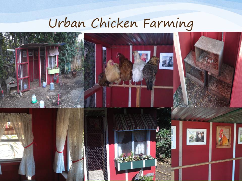 HAF_2011's tweet photo. Urban Chicken Farming class at your site! Chicken = 300 eggs/year. Backyard eggs contain more vit. E ↑25%, vit. A ↑33%, &amp; beta carotene ↑75%. Thanks @LaMesaLibrary and @alpinelibrary for hosting! #wellnessprogram #employeeappreciation #employeeengagement #library #urbanfarming https://t.co/HV65F9JeUa