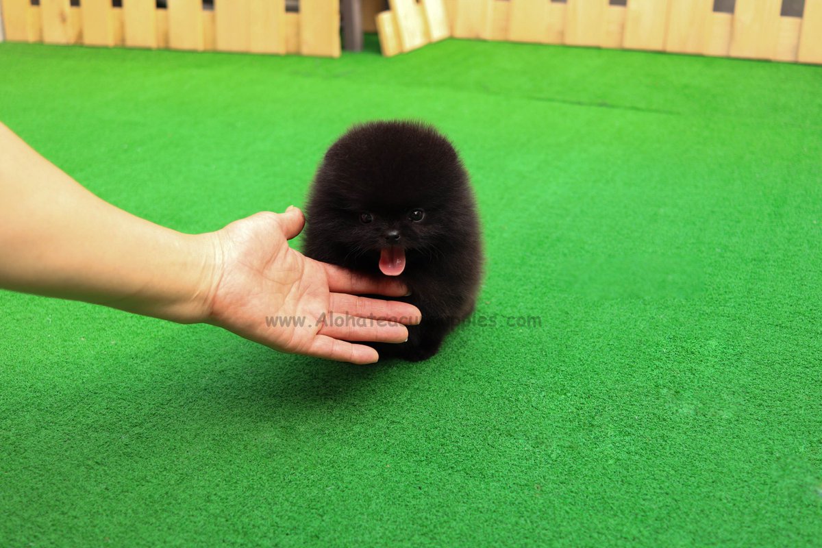 teddy bear black pomeranian
