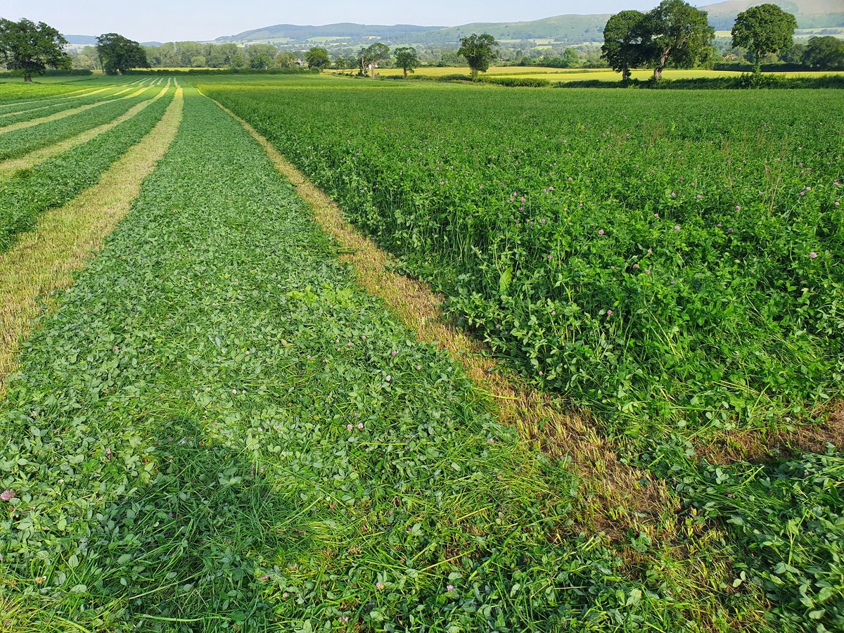 Certainly a year for Red Clover #organicgrass <a href="/Wilarmitage/">wil armitage</a> <a href="/omsco/">Omsco - The Organic Dairy People</a> <a href="/TheOrganicView/">TheOrganicView</a> <a href="/OrganicValley/">Organic Valley</a>