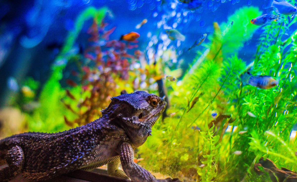 _FredFuentes_'s tweet photo. me encanta la fotografía 💕 en especial cuando se trata de animales 😍😍😍

con fotografías como esta, deberían ser embajador de algo 🙄 que opinan?

#animalista #love #animalesdecompañía #amorporlosanimales #color #mar #happyWednesday #FelizMiercoles #Art #Photo https://t.co/oMRdu2WB9l