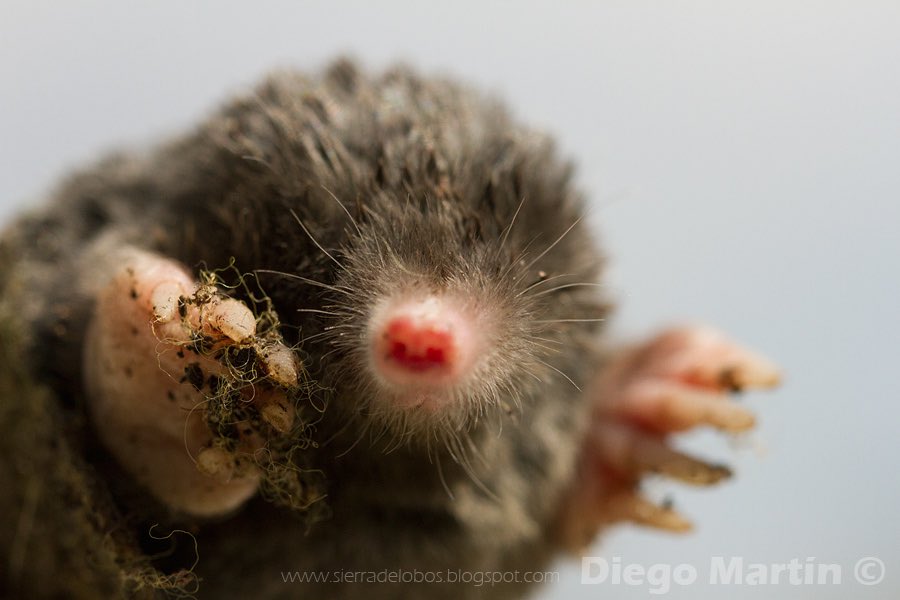 diegomsanz83's tweet photo. Si te gusta esta foto quizás te interese mi blog https://t.co/7gfKO1DsWa que utilizo como cuaderno de campo y donde comparto vivencias en la #naturaleza y #fotografíadenaturaleza # https://t.co/6Iq3xFVAbY