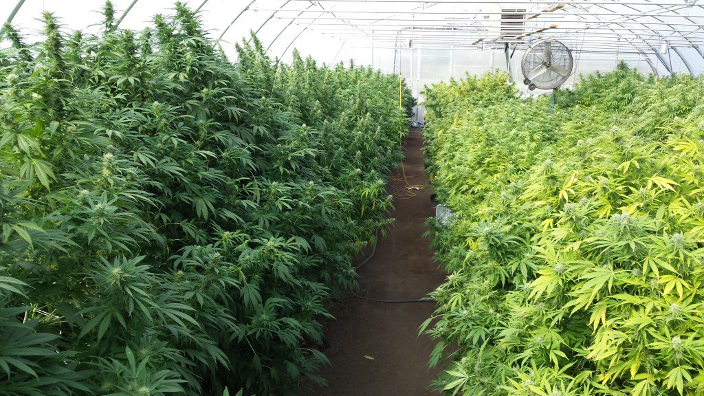 seed_market's tweet photo. Born and bred in Oregon. The finest genetics at a price you can afford.

#cannabis #cannabisseeds #marijuanaseeds #farming #Horticulture #oregon #420 #WednesdayWisdom #pot #weed #marihuana #shop #premiumseedmarket #quality #F1genetics #boom #Trending https://t.co/jUX9npH9qP