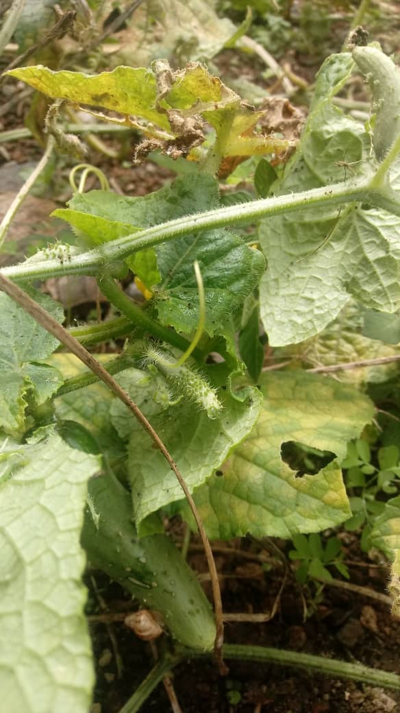 KumbaAmef's tweet photo. We are experts at it, we are innovative,resourceful and productive. Testimonies of Small Farmers holders sponsored by the #NEPAD , on the effective of AMOF, (Authentic Memoire Organic Fertilizer) produce by AMEF to promote Climate smart Agriculture.
#AMOF https://t.co/JQ9BIkQWbK