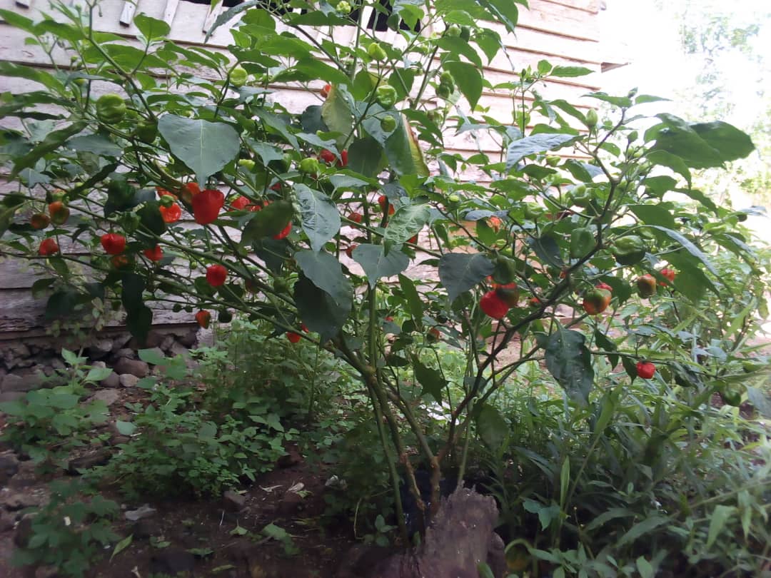 KumbaAmef's tweet photo. We are experts at it, we are innovative,resourceful and productive. Testimonies of Small Farmers holders sponsored by the #NEPAD , on the effective of AMOF, (Authentic Memoire Organic Fertilizer) produce by AMEF to promote Climate smart Agriculture.
#AMOF https://t.co/JQ9BIkQWbK