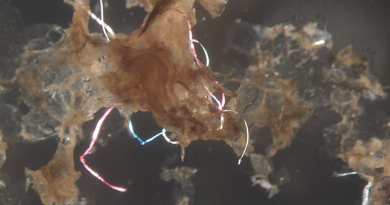Plastics in wild corals