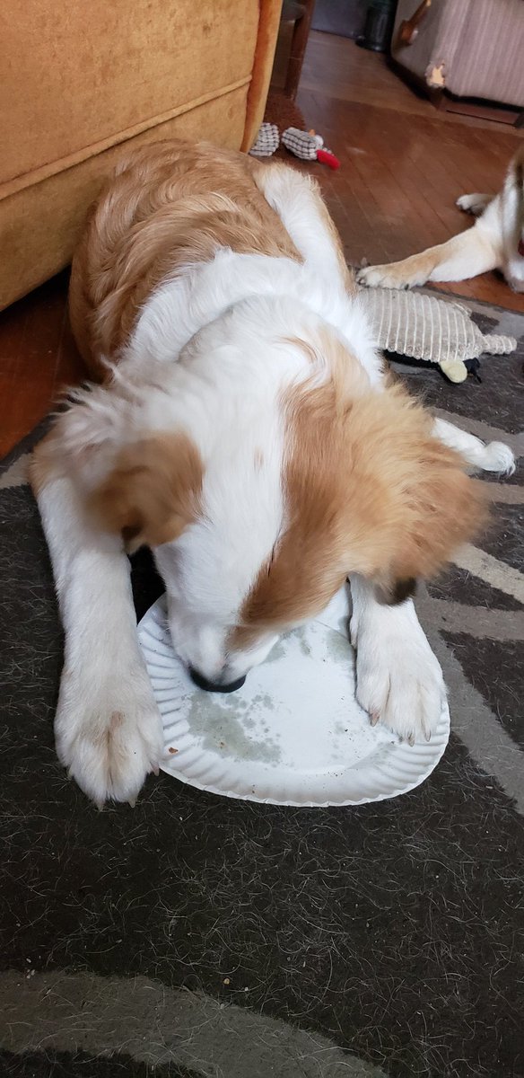 LynnBever's tweet photo. I turned my #back for 1 min & #MaddieTae #chowed my #LUNCH #PBTOAST GONE! POOR #QUINCY WAS #UPSET @MoishesMom @msMorgan1968 @shaunwalters041 @gingermae333 @chortletown @BoettcherPamel @HenryBritton8 @andibeth012 @LisaBrabson @SandraK93322487 @Ash_Pro1 @PitbullTina @Mygreatredmare https://t.co/F1JUigOyfR