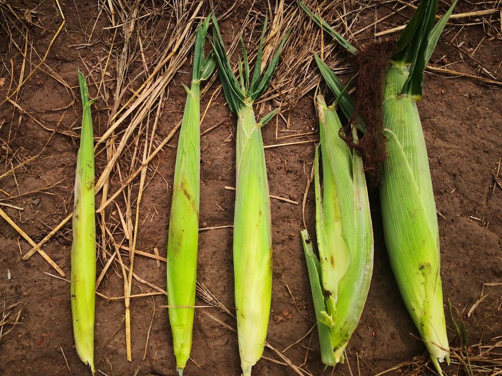 Juan Francisco Acutain tweet media