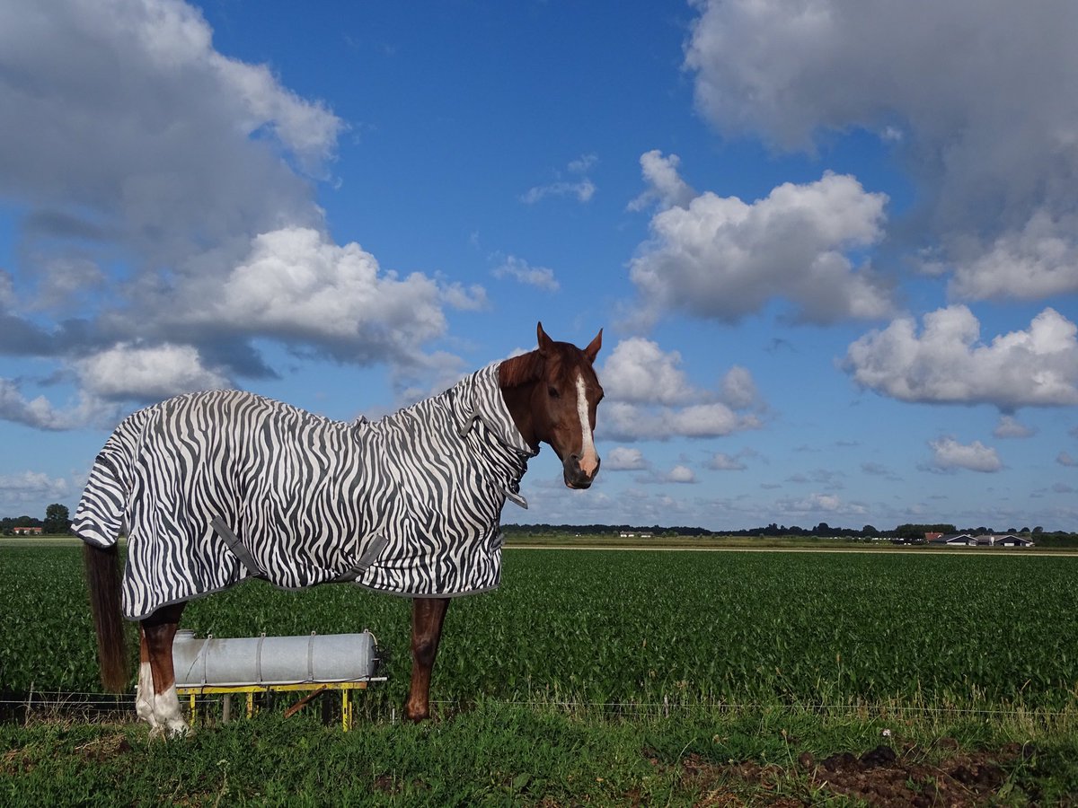 strand5daagse's tweet photo. Even voorbij Kamperland kwamen we een ‘zebra’ tegen. https://t.co/blKHPGosTi