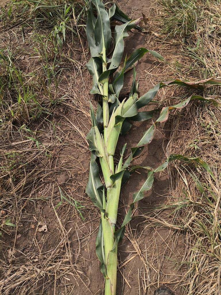 Juan Francisco Acutain tweet media