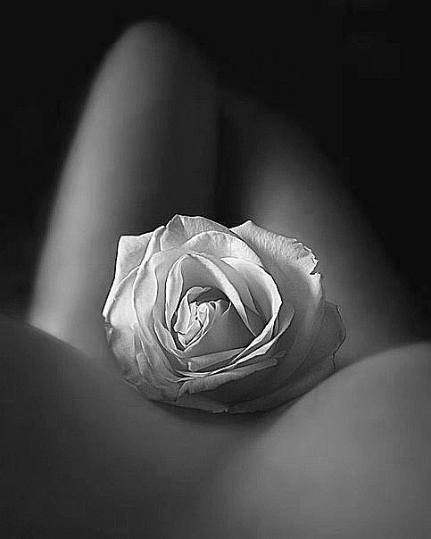 Rob_utopias's tweet photo. @chelorueda Desnuda entrega
Inocencia sin pudor
Una rosa en su pubis
en sus ojos todo amor
Rob_
#PoetaUrbano
#EntreTuYo https://t.co/rHp2nbj0i9