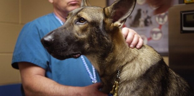 FriskyFatFeline's tweet photo. VA’s Taxpayer-Funded Dog Experiments Slow to a Near-End Amid Pressure from Republicans and Veterans https://t.co/yfsXVwLSD6 Yay! #EndDogExperiments! https://t.co/guNaDSlSnV