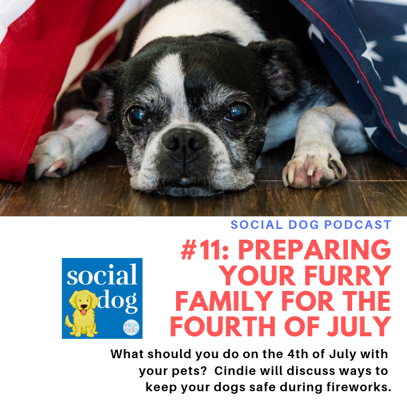 inflowradio's tweet photo. What should you do on the Fourth of July with your pets? More dogs end up in shelters on this holiday because of the fireworks than any other day. Today at 11 am PST/ 2 pm EST Cindie will discuss ways to keep your dogs safe during fireworks. Tune in to https://t.co/Ki3QENB7nc https://t.co/gsbFgcECmA