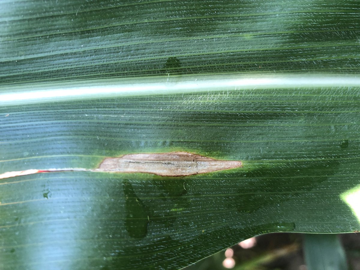 NickMonnig's tweet photo. The forecasted cooler temperatures and precipitation chances could help this Northern Corn Leaf Blight spread in central MO. Time to observe that April planted corn for fungicide decisions. @corndisease @kmbiss @PioneerSeeds https://t.co/lMgU1wmLxy
