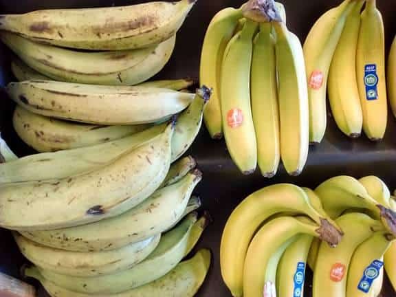 ABananaStand's tweet image. Often at the #CommunityBananaStand we're asked what the difference is between bananas and plantains. Plantains are bananas! In languages like Spanish, where the word plátano refers to both bananas and plantains, the terms are used interchangeably. #platano
fao.org/economic/est/e…