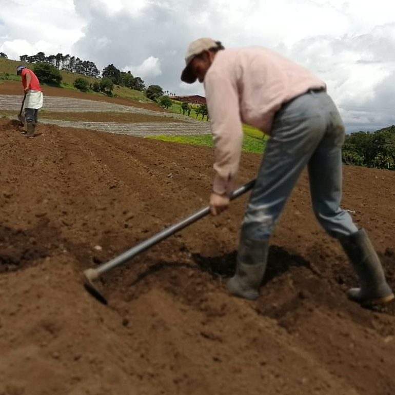 Estas son las fechas importantes para los agricultores en proceso de aplicación del IVA ow.ly/tiR430p3I1p