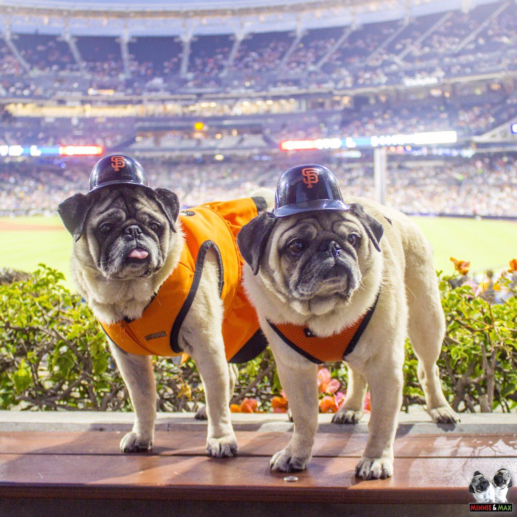MaggieMiloPugs's tweet photo. @carmenkiew We have been to @PetcoPark multiple times to sit in the #BarkYard.   A beautiful park right in the Gaslamp!?! What’s not to like!?! #OracleParkSouth #RallyPugs @Padres @SFGiants @visitsandiego https://t.co/2qrlBSy4YD