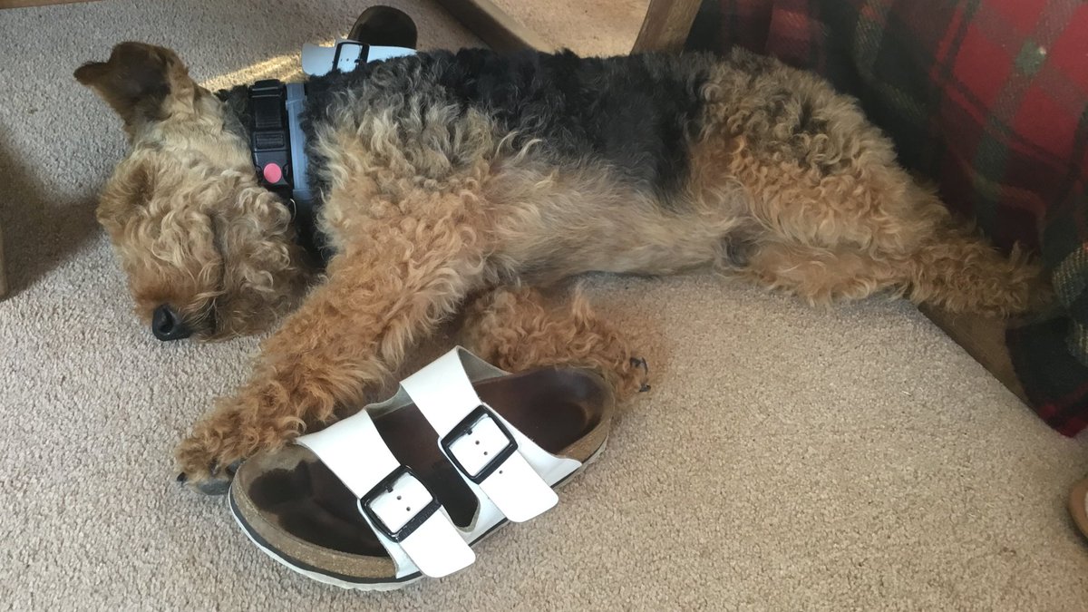Teeping now....with Grandmar’s stinky Birkenstock......