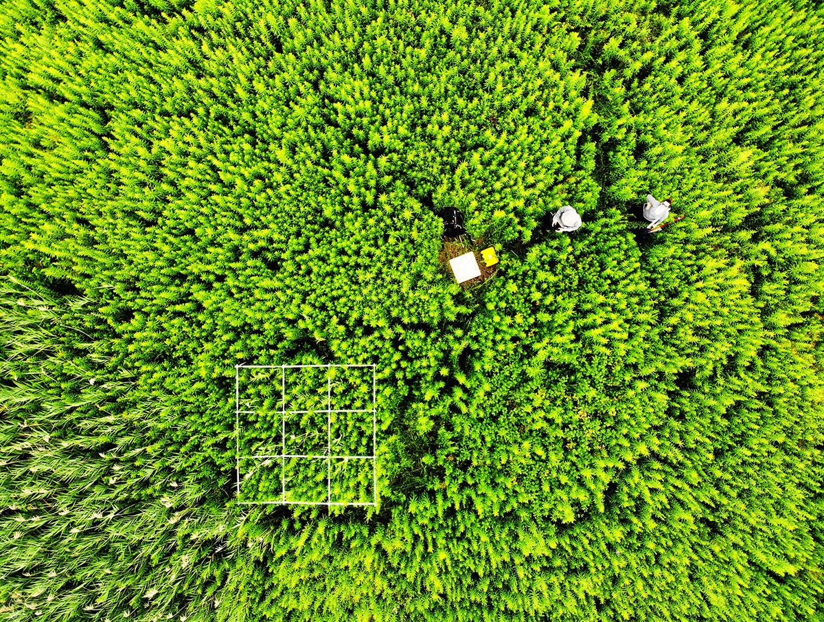 _Acfas's tweet photo. «Détecter l'envahisseur par drone» par Etienne Laliberté @UMontreal.
Votez pour votre image préférée du concours La preuve par l'image @DecouverteRC: https://t.co/6LBcVexu0n
Ou visitez l'exposition au Planétarium de Montréal.
Merci @CRSNG_NSERC @EspacePourLaVie @RC_Science #LPPI https://t.co/8eJqVDxlRc