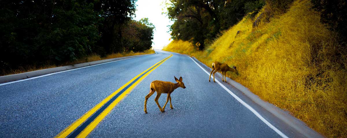 Los animales no cruzan la carretera, cruzan el bosque donde viven!  Sin la naturaleza él ser humano no existiría. Respetemos y conservemos los ambientes naturales. ????????????