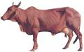 wegopals's tweet photo. #RedSindhi cattle are the most popular of all Zebu dairy breeds. The breed originated in the Sindh province of Pakistan, they are widely kept for milk production across Pakistan, India, Bangladesh, Sri Lanka, and other countries .It originated in Hyd and Bikaner. #LearnfromGopals https://t.co/dgwNNg6SKu