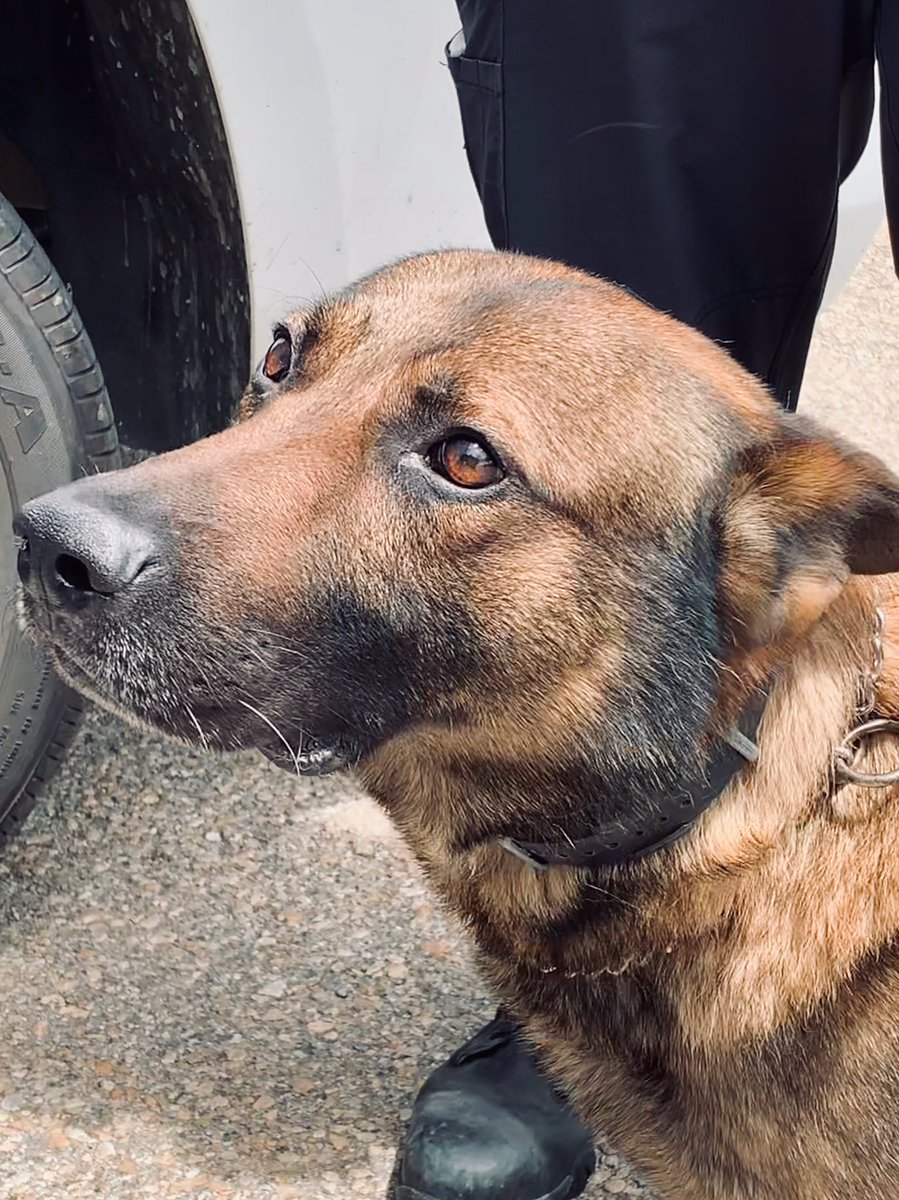 It’s Cheeseburger Wednesday. He’s a good boy, it’s Wednesday, and it’s his day. #LKPDK9