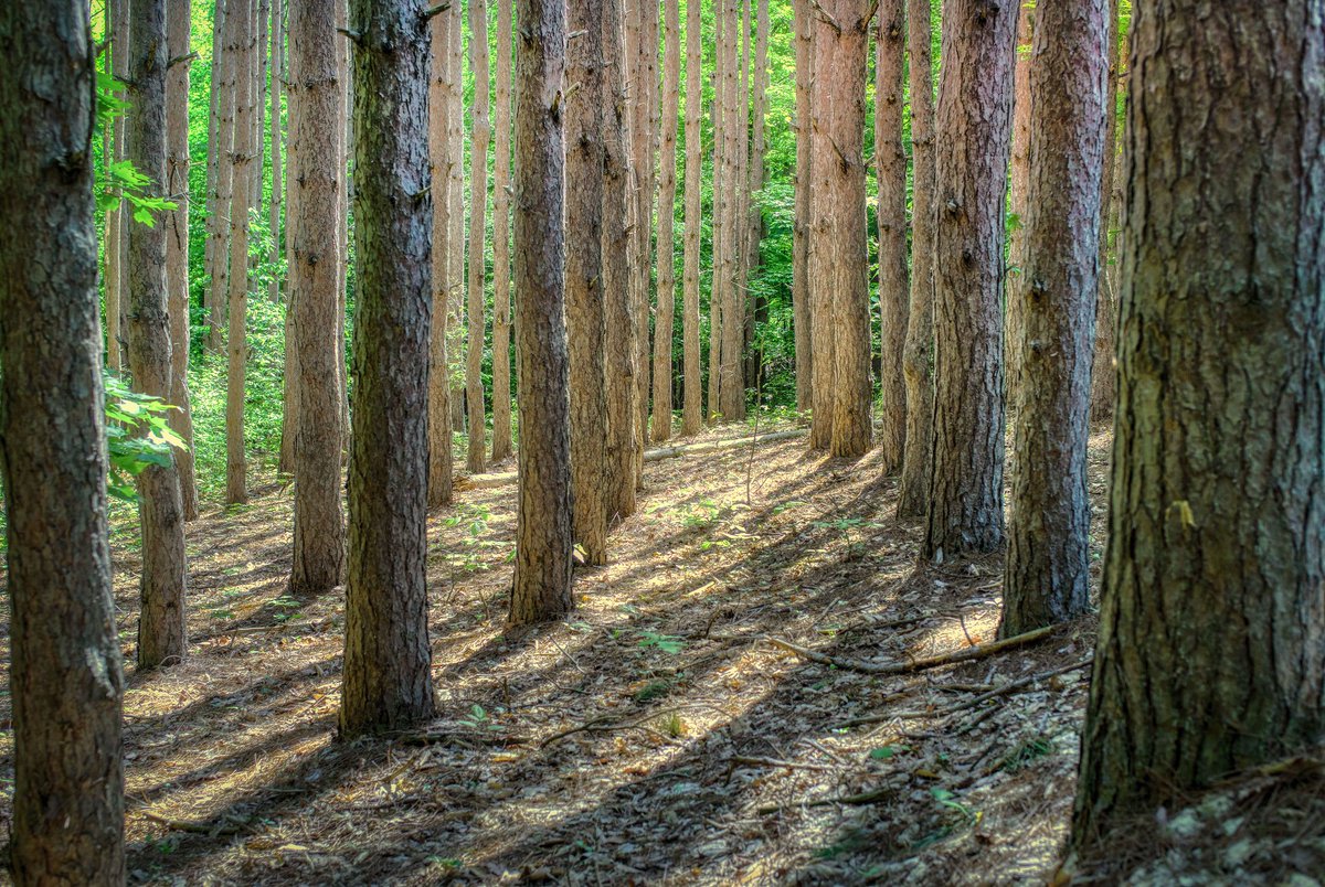 Escape the crowds and head into the woods--so many great places to choose from! Visit our fantastic new website to find your adventure: buff.ly/2Xp6QWv: <a href="/downstreamer/">SolubleSolutions,LLC</a> <a href="/Mark/">mark</a> Smith's "Aisle 5"