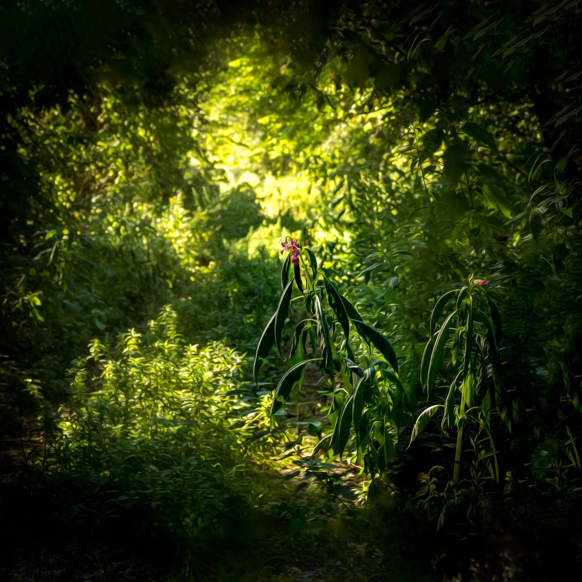 trickyshutter's tweet image. Strangers in a strange world, Dreamlands series I
I had feeling like these are two green frontier explorers, very slowly walking this green world,  to conquer this part of the woodlands. The moment I will look away, they will move.
#naturephotography #photography #pictureoftheday