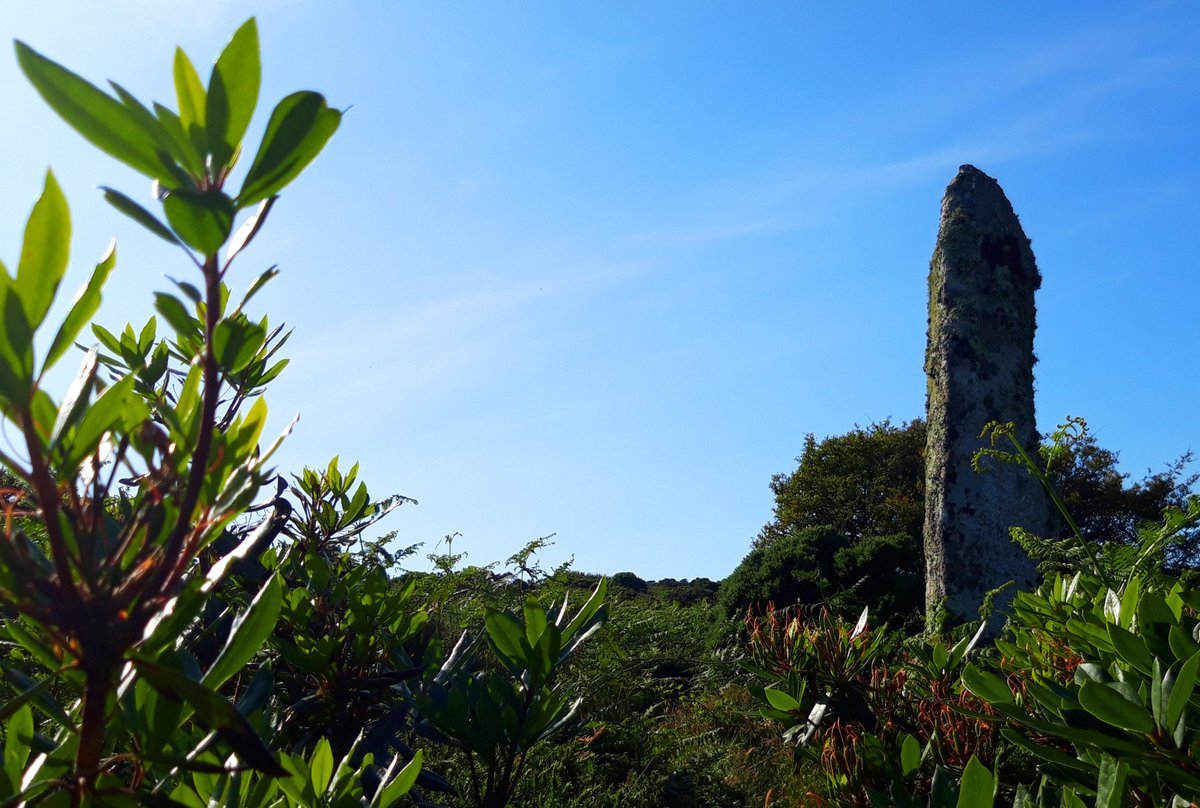 Carfury Standing Stone takes a bit of finding/battling through the undergrowth. A 10ft giant though so well worth it. Pretty remote so you're guaranteed to have it to yourself. Lovely peaceful ½ hour up there today.Thanks to  @thesweetcheatfor directions. #PrehistoryOfPenwith